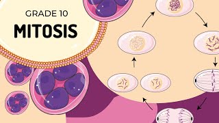 Mitosis