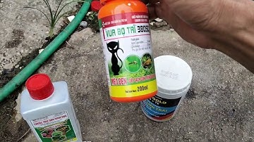 Chăm sóc quất chùm dù tháng 9 âm lịch,phòng nấm bệnh cho quất chum 