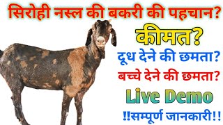 सिरोही बकरी की संपूर्ण जानकारी/सिरोही बकरी की पहचान/sirohi goatfarming farming