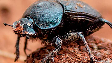¿Pueden los insectos ser inteligentes?