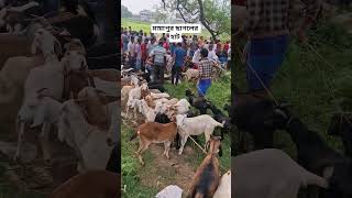 মায়াপুর ছাগলের হাট ।।🥰🥰#shortvideo #shorts