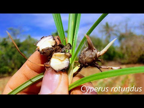 Video: Cuidado de las plantas de juncia - Cómo cultivar plantas nativas de juncia