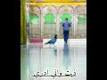 ديوانك حلم كل عاشق مسلم الوائلي 