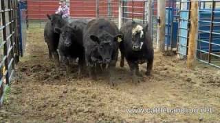 Facility Design Bud Box: Cattle Handling & Stockmanship