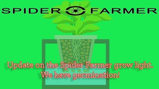 Spider Farmer | Growing with the SF600 grow light | Update on the lettuce