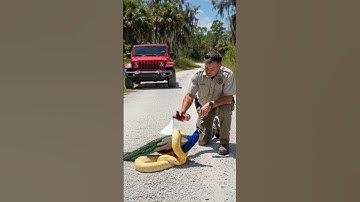 Park Ranger Rescues Peacock From Deadly Snake! #rescue #animals #wildlife