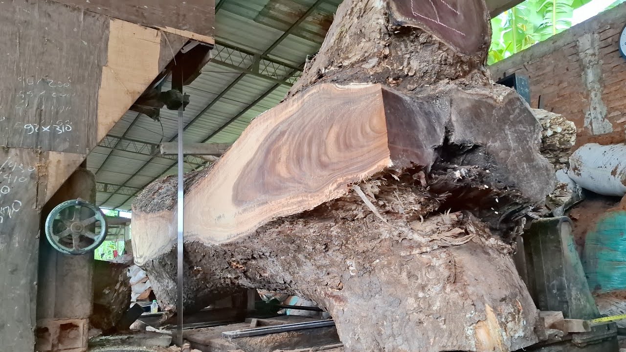 long stumps were sawed into surprising table boards