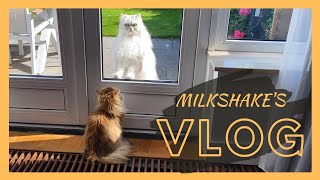 Outdoor Shake | Milkshake The Cat Vlog #10 by smoothiethecat 14,359 views 3 years ago 4 minutes, 46 seconds