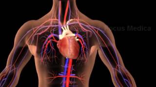 Circulatory system - Junior Animated Atlas - Spanish screenshot 4