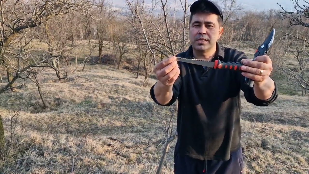 Cum se curăță un zarzăr ( corcoduș).