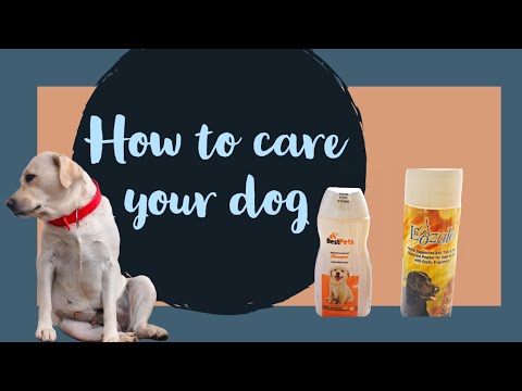 How to care your dog || dog care || @Golla_cutedog Watch dogs care videos #dog #dogs #labradoor How to care your dog || dog care || @Golla_cutedog Watch dogs care videos #dog #dogs #labradoor