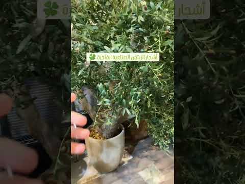 أشجار الزيتون الصناعية الفاخرة زهرة الريان