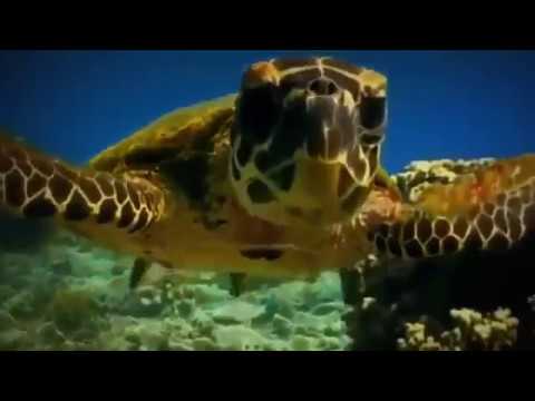 sea of thieves Sea Turtles Documentary HD - Turtles And Tortoises