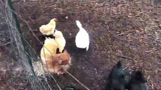 Group of Chickens Raise Lonely Duck