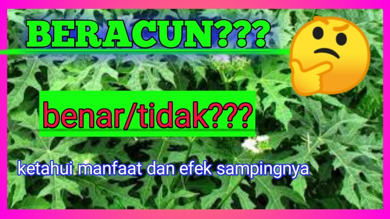 pohon pepaya jepang Manfaat dan efek samping YouTube pohon pepaya jepang Manfaat dan efek samping YouTube