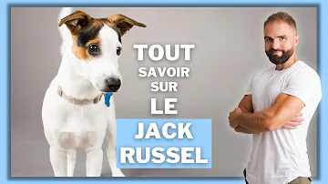 Comment choisir un chien Jack Russel ?