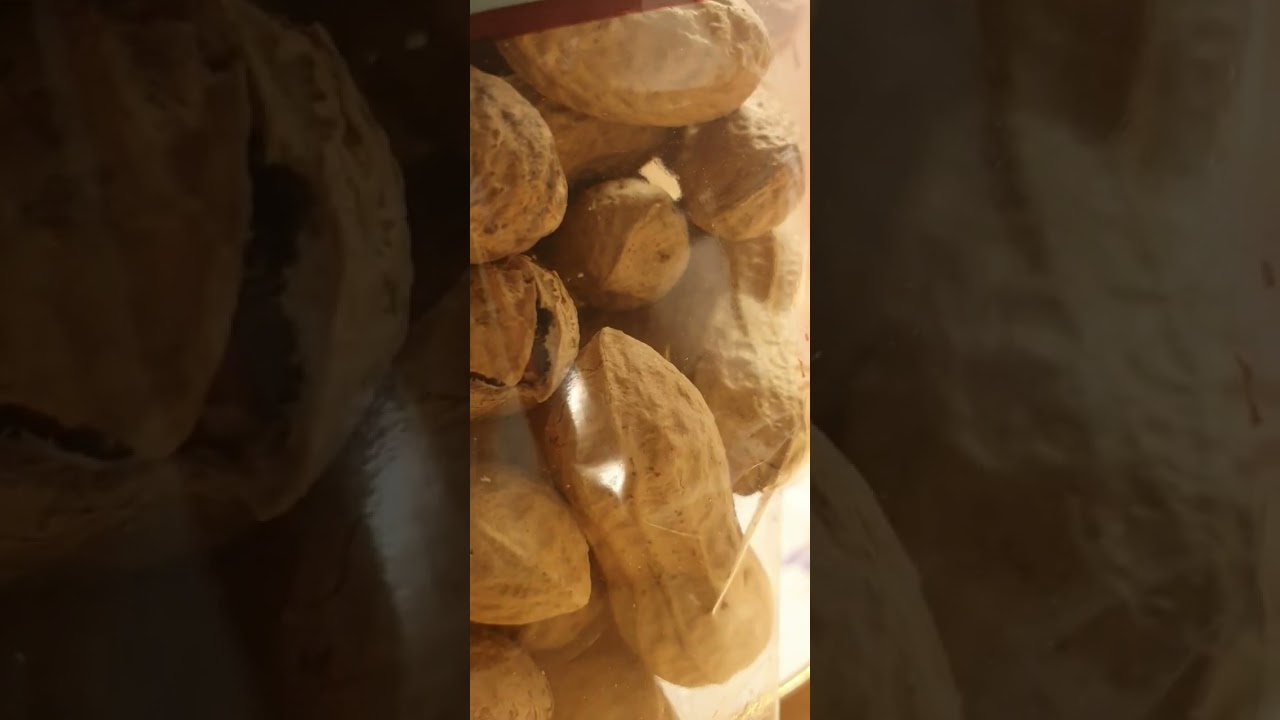 Peanut in Shell 🥜 /ASMR crinkle sound. 