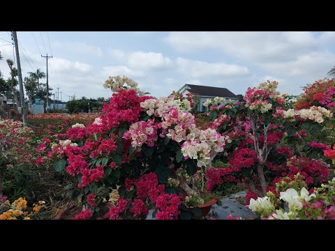 Video Hoa giấy đẳng cấp ở Cái Mơn, Chợ Lách, Bến Tre. Lh;... - youtube