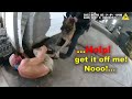 You Won't Believe These EPIC Dog Chases!