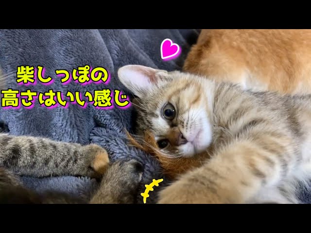 柴しっぽ枕でお姉ちゃん猫とペロペロレッスン中の子猫 Kitten Rita plays with her cat with Shiba Inus tail as a pillow