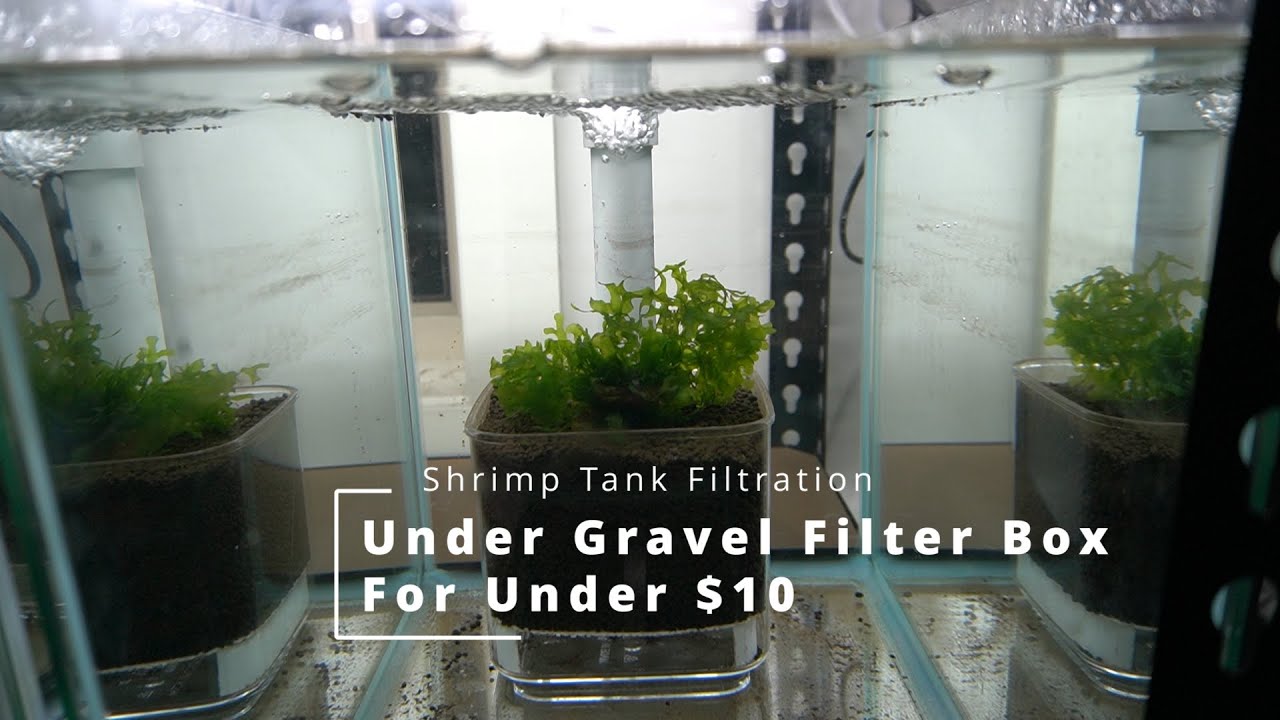Shrimp aquarium tank UGF Filter DIY under $10
