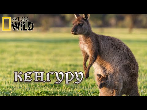 Король кенгуру - Дикая природа Австралии. #Документальный фильм. National Geographic 12+