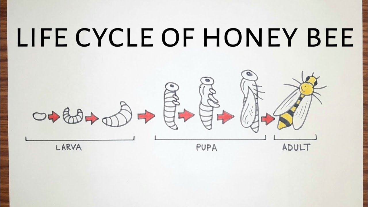 Life cycle of honey Bee 🐝 drawing easy | Honey bee Life cycle drawing ...