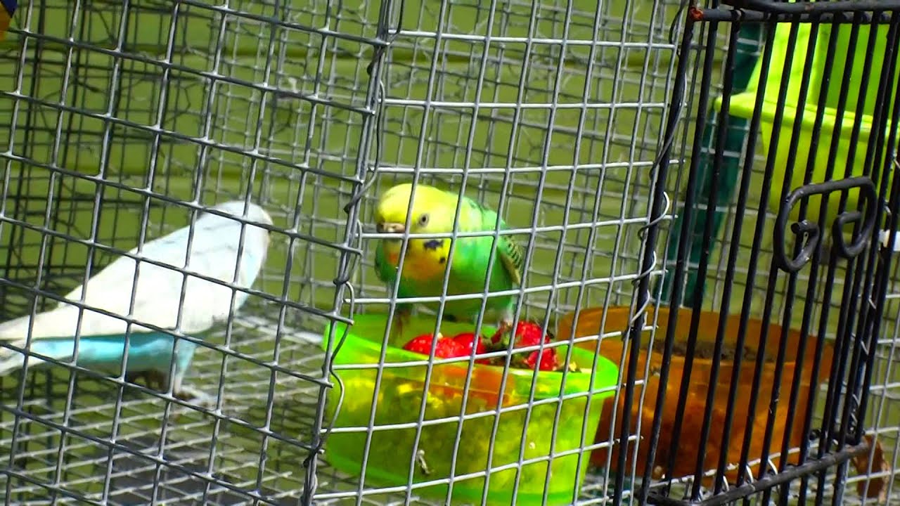 Budgie/Parakeet Pair Eating Cherries(Волнистых попугаев) YouTube
