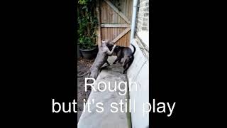 Dogs Playing. Soft Play Vs Rough Play