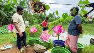 Download Lagu পদ্ম ফুল চাষের নতুন পদ্ধতি | পাত্রে পদ্ম ফুলের চারা রোপন || MP3 Download Lagu পদ্ম ফুল চাষের নতুন পদ্ধতি | পাত্রে পদ্ম ফুলের চারা রোপন || MP3
