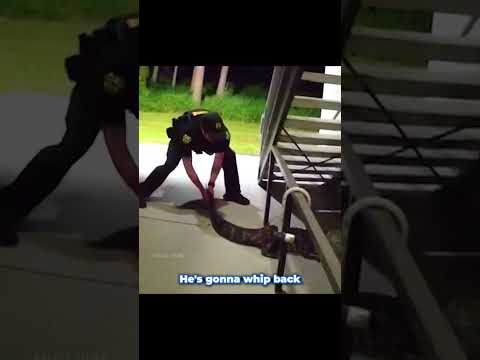 Florida police officers vs angry alligator 🐊 #shortvideo #shortsfeed #fyp