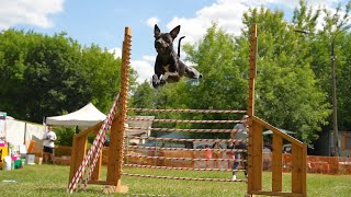 APBT MK'S Bugatti Veyron. Dog show "Jump'n'Gym 2023"