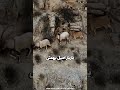 یاریار اصیل ایل بهمئی با صدای استاد مرتضی دستپاک