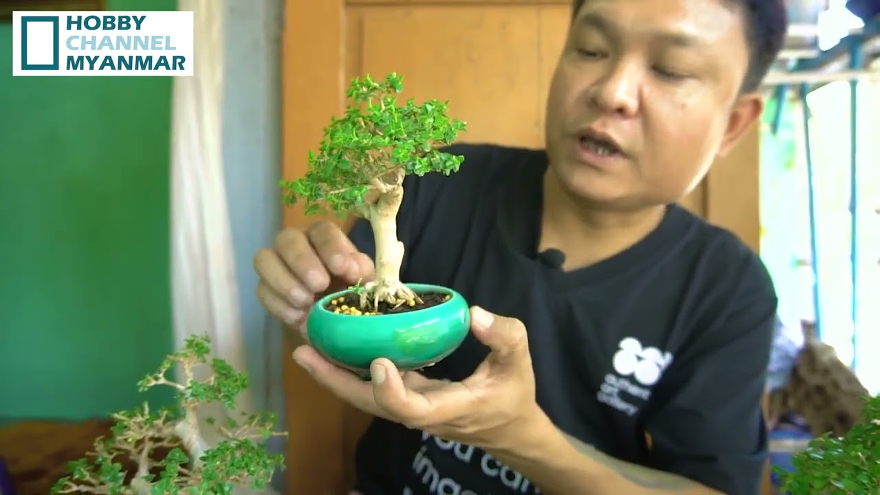 Bonsai shot or film …. #kothawgyi #bonsai ဘွန်ဇိုင်း #hobby channel myanmar