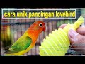 Cara Unik Pancingan Lovebird Mp3 - Mp4 Download