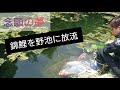 念願の夢【錦鯉を野池に入れました】　自宅池　アクアリウム　Amazing Koi　ปลาคราฟ　大型水槽　#錦鯉　飼育　濾過槽　当歳　#nisikigoi　和風