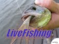 Трейлер канала LiveFishing.