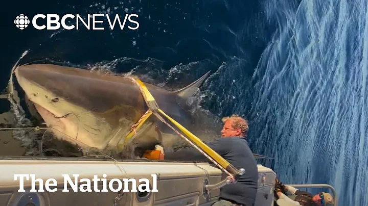 #TheMoment researchers tagged a 4.2-metre long male shark — their largest ever