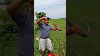 Eels In The Rice Fields