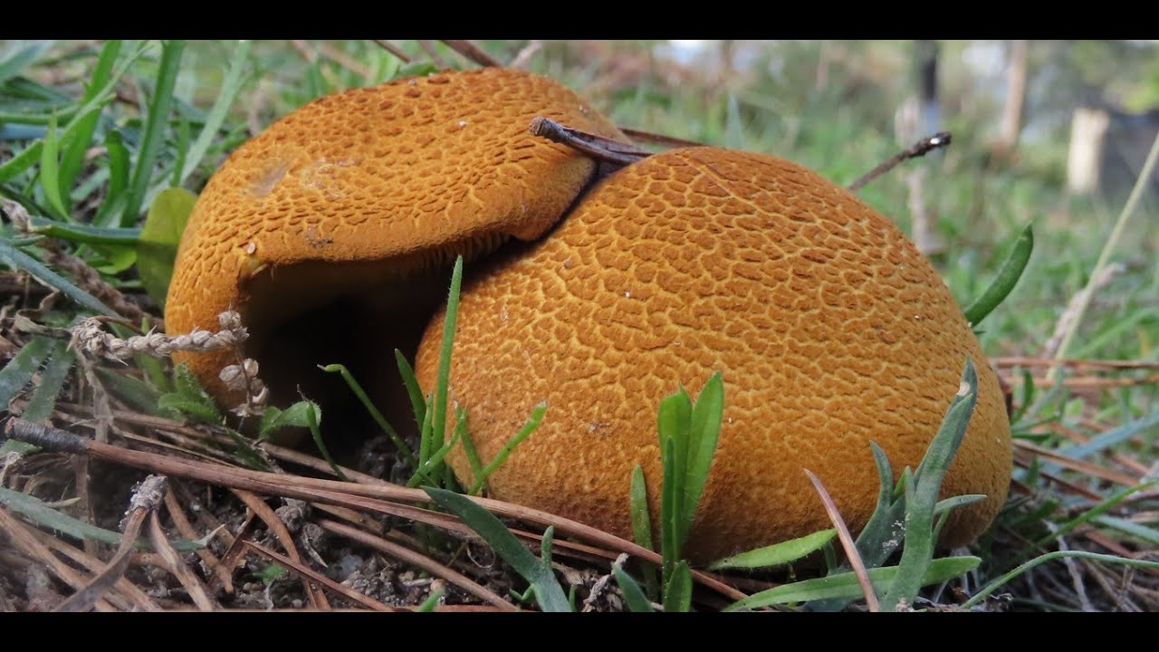 Tricholomopsis rutilans, Plums and Custard or Red haired agaric  Greece by Theo