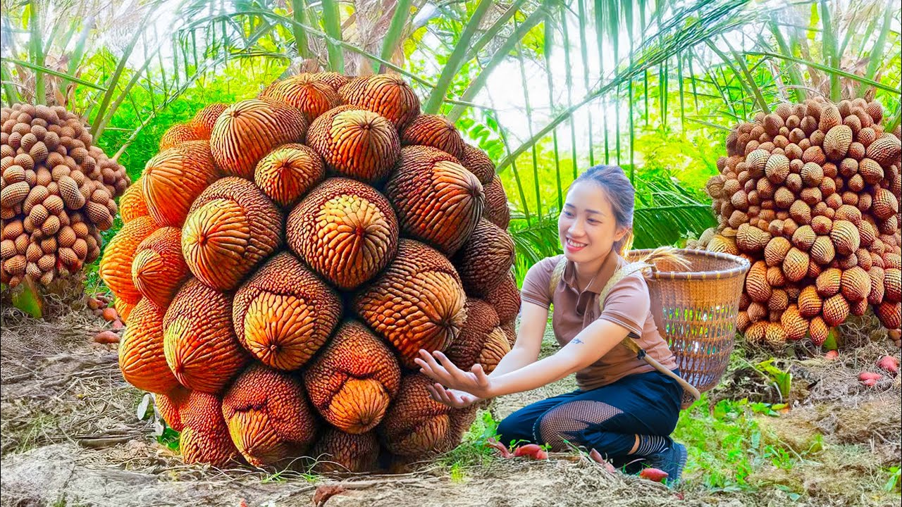 Harvest Thai Rattan fruit, A fruit with a skin like Snake skin, go to market sell - Ly Tu Tien Hoa