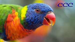 How To Take Care Of A Rainbow Lorikeet [Things You Need To Know!]