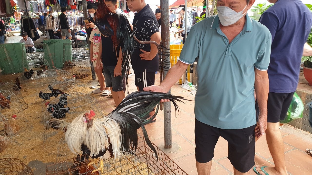 Tham quan phiên chợ bán đủ các loại  chó mèo gà tre chim cảnh