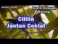 SUARA KICAUAN BURUNG CILILIN JANTAN COKLAT ASLI GACOR COCOR BUAT MASTERAN