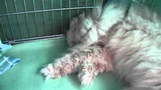 DSCF1700.AVI