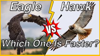 Eagle vs Hawk: Which One is Faster? | Similarities and Differences #eagles #hawk #animals #birds