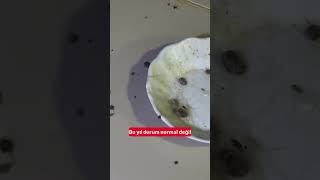 Bu yazın yeni hastalığı "KENE" ⚠️
