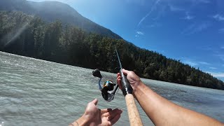 They’re HERE! Pink Salmon in Squamish + Wild Trout Fishing at Brohm Lake