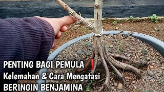 KELEMAHAN & CARA MENGATASI BONSAI BERINGIN BENJAMINA