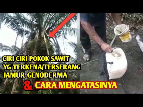 Ciri ciri pokok kelapa sawit yg terkena jamur GANODERMA, dan cara mengatasinya